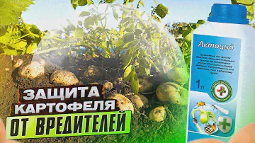АКТОЦИД. Проверенная защита картофеля от колорадского жука.
